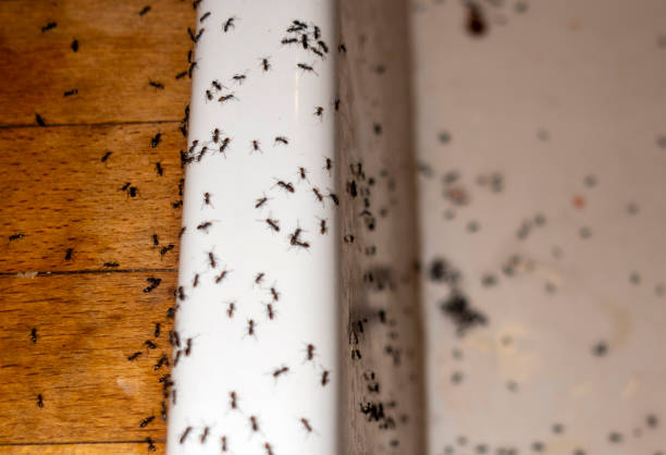 Reliable Golden Valley, AZ Pest Control Solutions